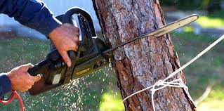 Best Firewood Processing and Delivery  in Lodi, CA