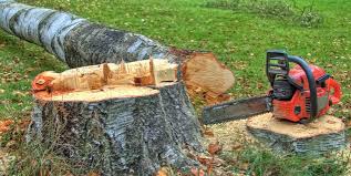 Best Emergency Tree Removal  in Lodi, CA