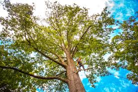 Best Seasonal Cleanup (Spring/Fall)  in Lodi, CA