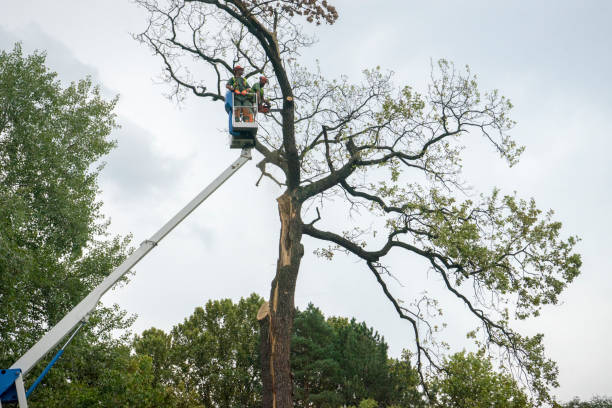 Professional Tree Care in Lodi, CA
