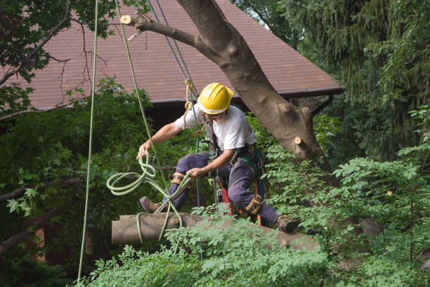 Best Tree Removal  in Lodi, CA